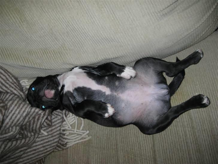 Blanding af racer Bertha Mops/Fr.bulldog billede 9