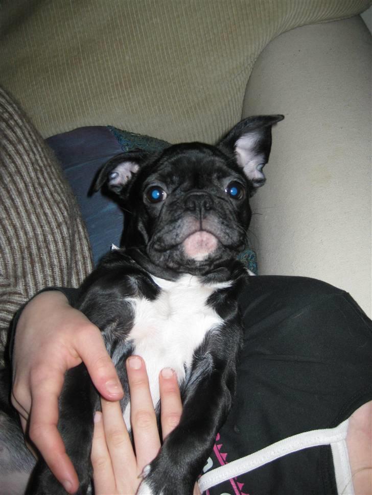 Blanding af racer Bertha Mops/Fr.bulldog billede 10