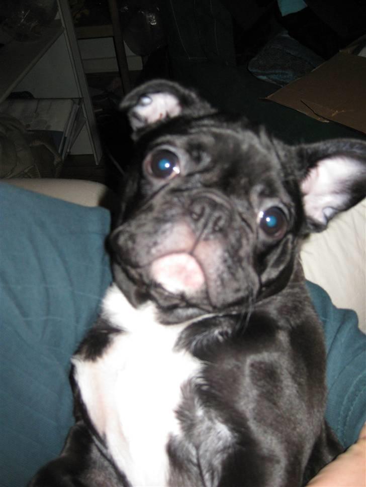 Blanding af racer Bertha Mops/Fr.bulldog billede 11