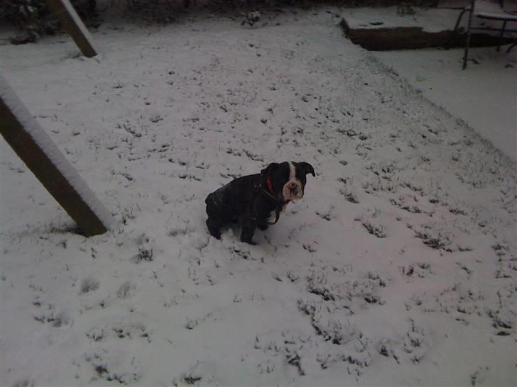 Olde english bulldogge Yatzy billede 5
