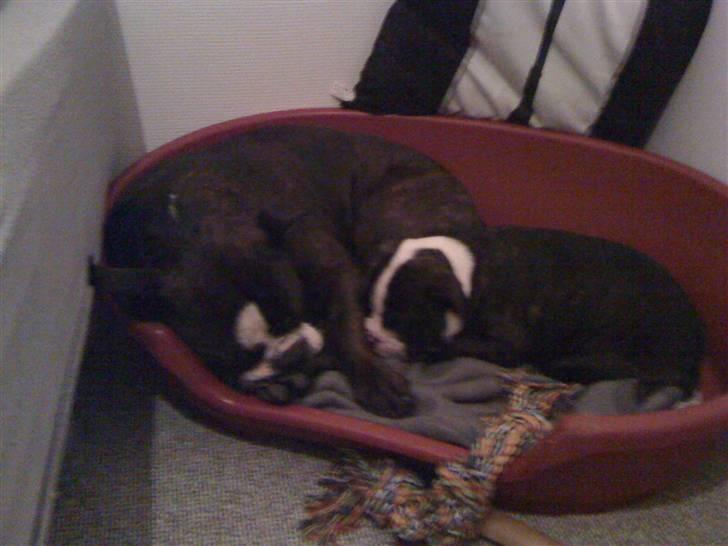 Olde english bulldogge Yatzy billede 6