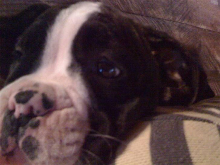 Olde english bulldogge Yatzy billede 8