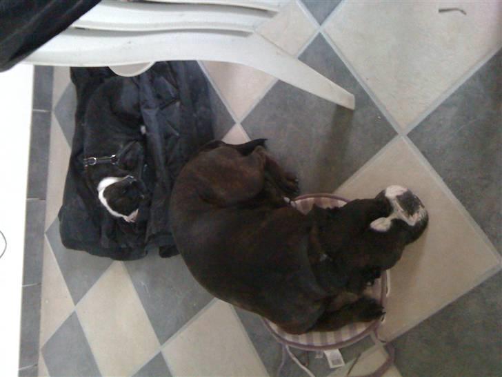 Olde english bulldogge Yatzy billede 9