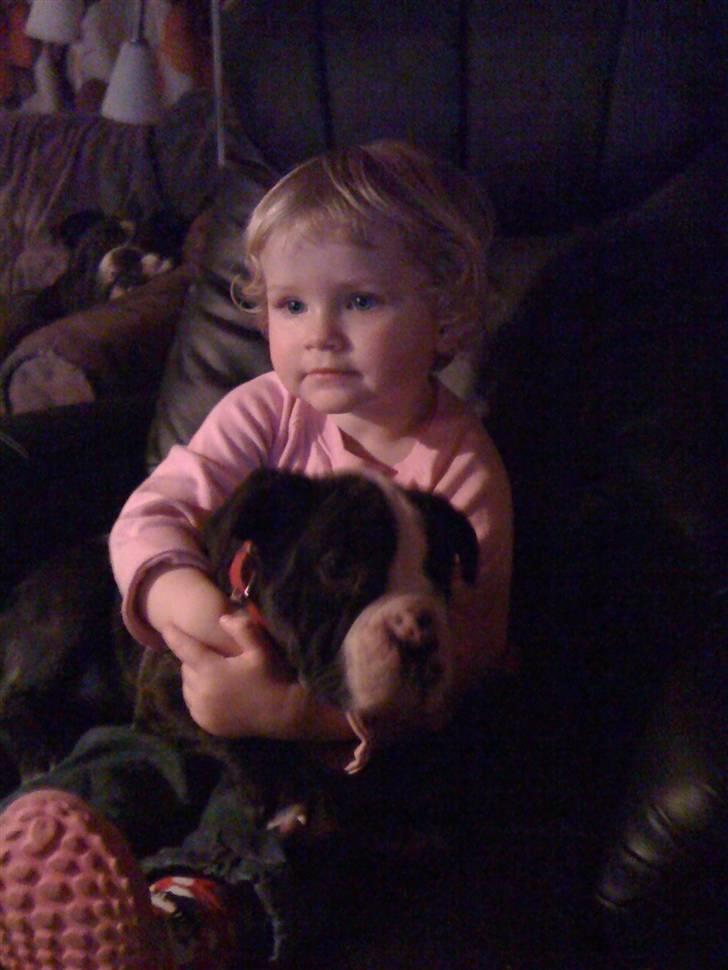 Olde english bulldogge Yatzy billede 10