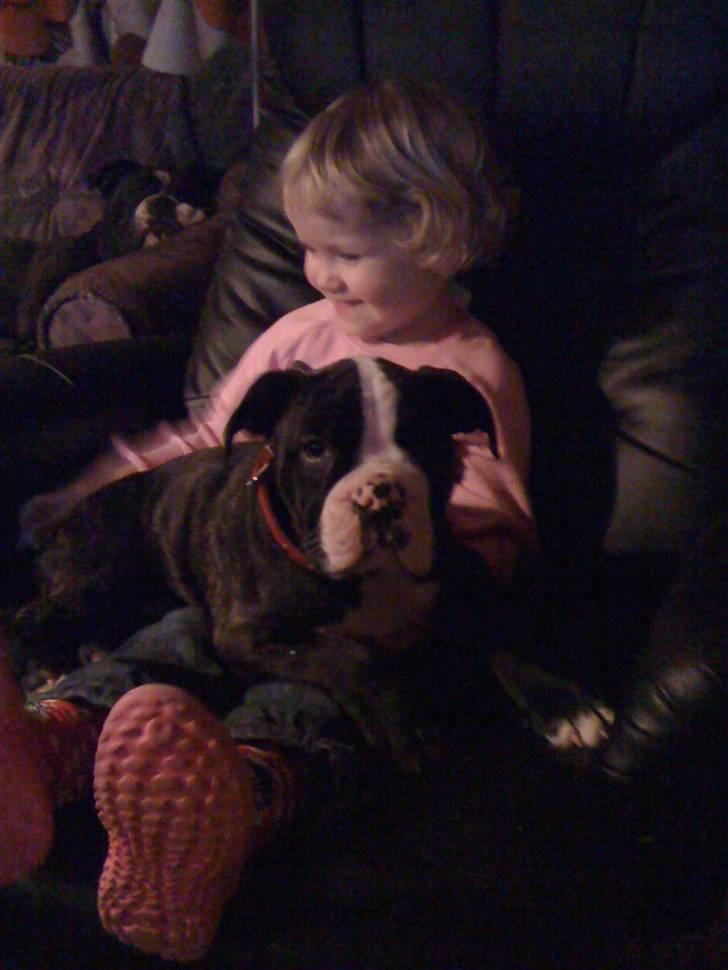 Olde english bulldogge Yatzy billede 11