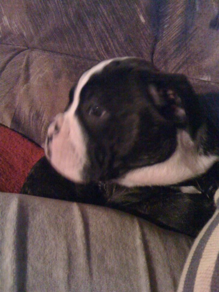 Olde english bulldogge Yatzy billede 12