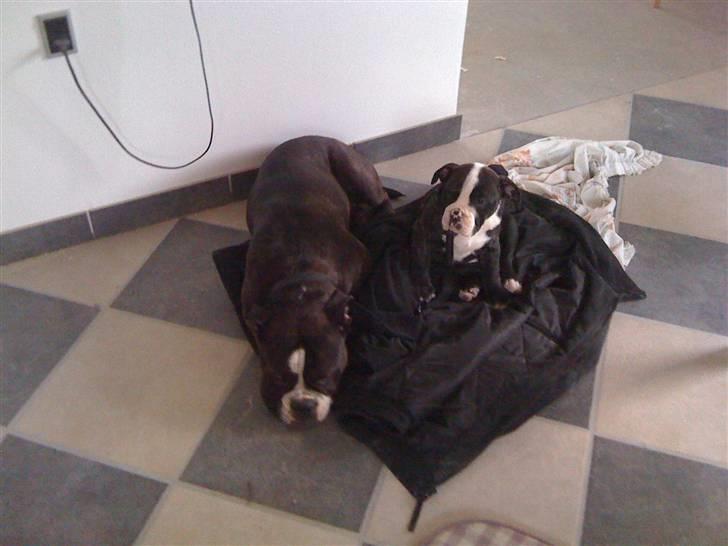 Olde english bulldogge Yatzy billede 13