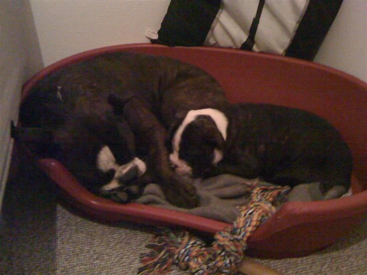 Olde english bulldogge Yatzy billede 14