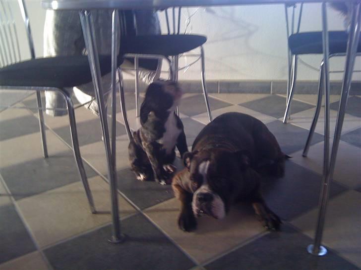 Olde english bulldogge Betzi billede 14