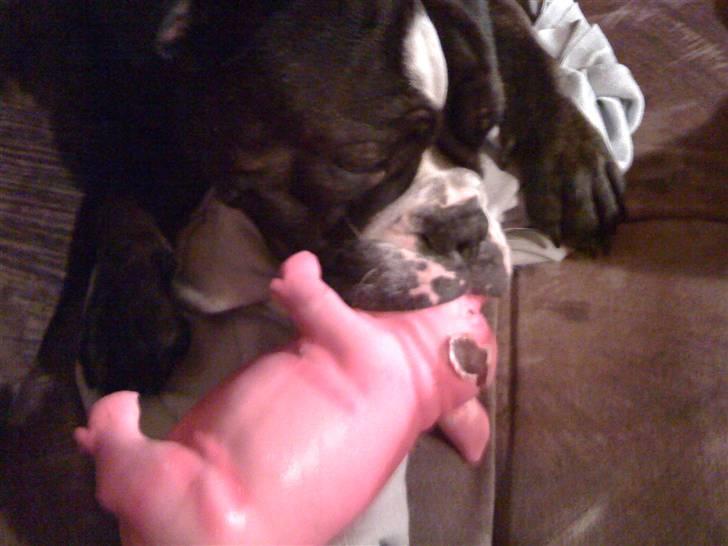 Olde english bulldogge Betzi billede 15