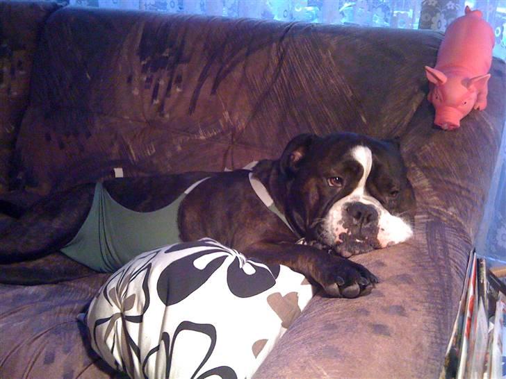 Olde english bulldogge Betzi billede 16