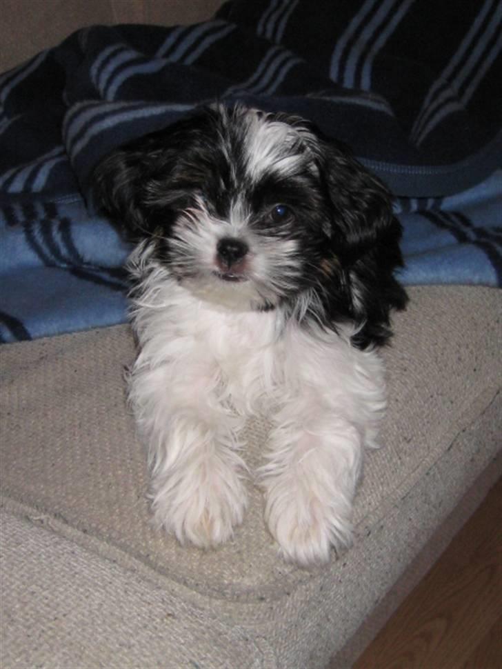 Blanding af racer Bine billede 1