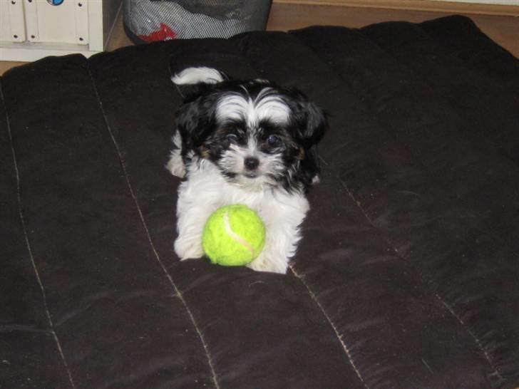 Blanding af racer Bine billede 2