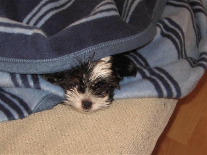 Blanding af racer Bine billede 3