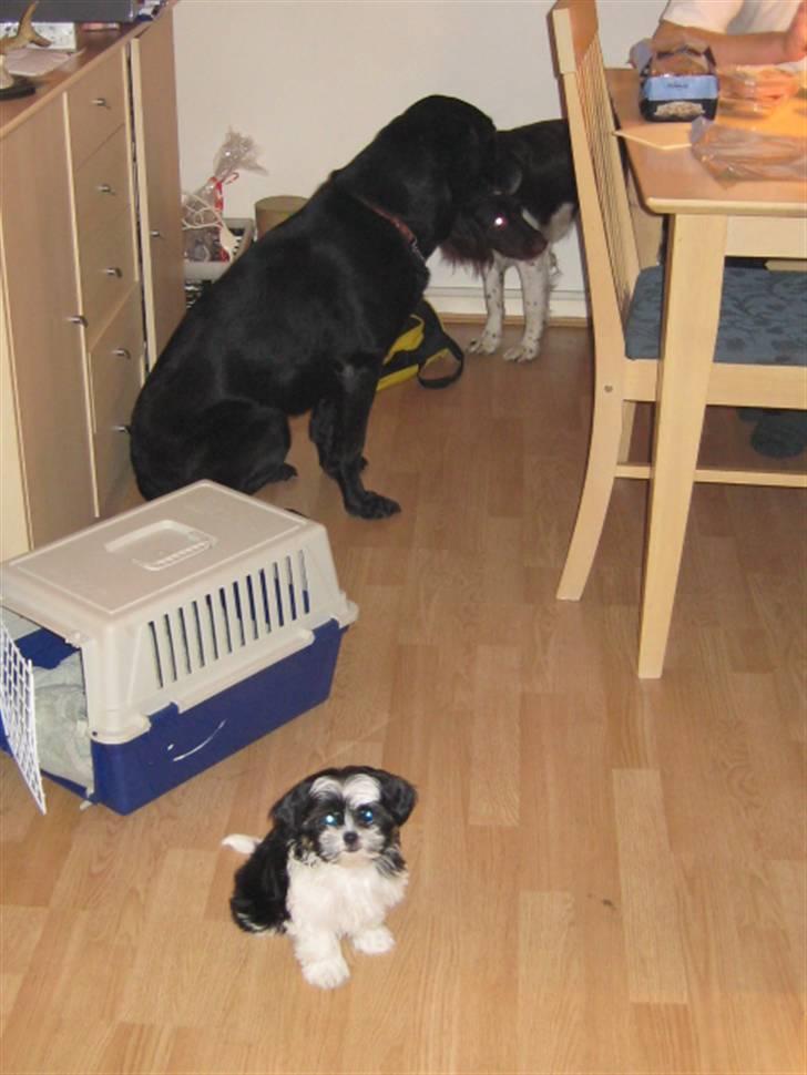 Blanding af racer Bine - Bine, Chili og Molli billede 4