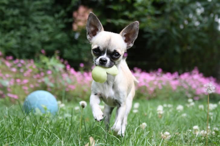 Chihuahua Mini - Sååå sødt billede.. billede 1