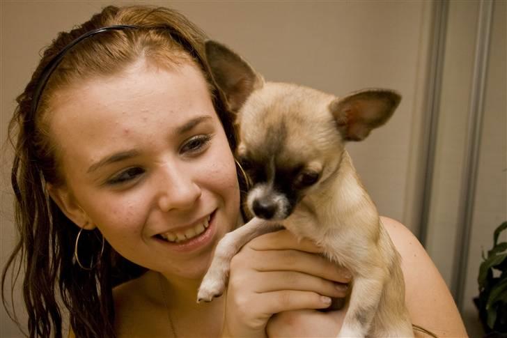Chihuahua Mini - Taget juleaften med et Canon Eos 400D. Min søster sidder her med hende billede 2