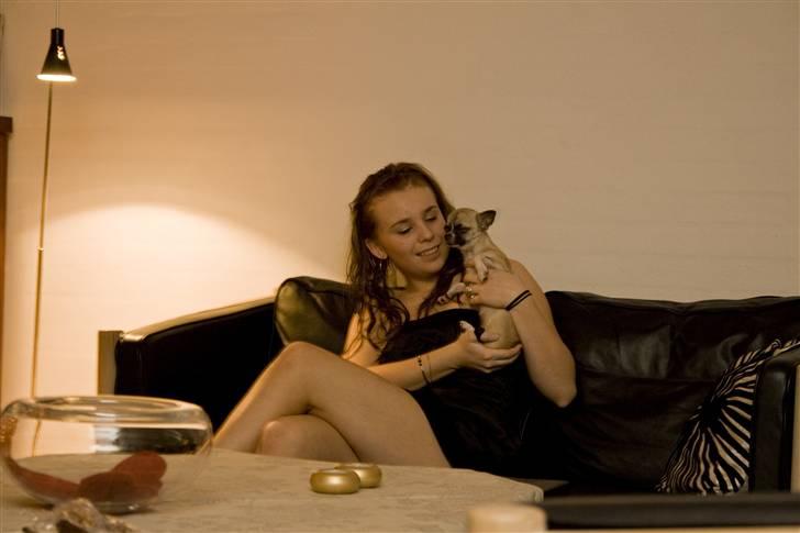 Chihuahua Mini - Taget juleaften med et Canon Eos 400D. Min søster sidder her med hende billede 3