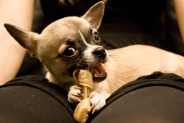 Chihuahua Mini - Taget juleaften med et Canon Eos 400D billede 4
