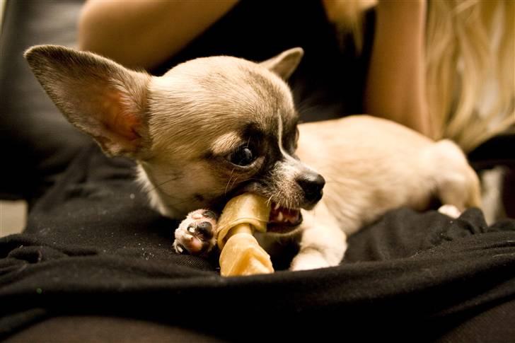Chihuahua Mini - Taget juleaften med et Canon Eos 400D billede 5