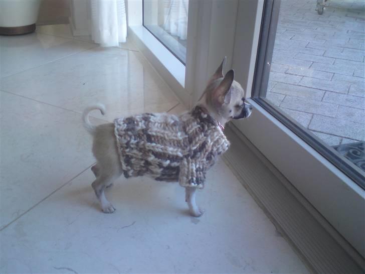 Chihuahua Mini - Med jakke på klar til at gå en tur billede 6