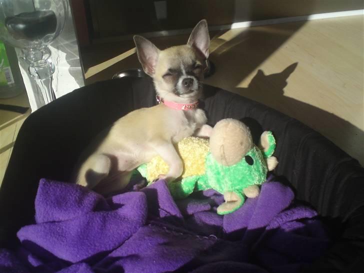 Chihuahua Mini - Elsker at ligge i solens varme stråler billede 7