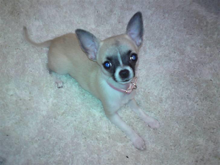 Chihuahua Mini - Bademåtten er så dejlig blød billede 8