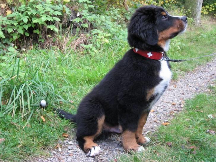 Berner sennenhund Bartley - Se mit fine Berner halsbånd billede 15