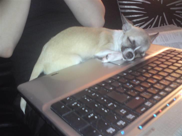 Chihuahua Mini - Får lige en på øjet.. Nok ikk det bedste sted men hva fan billede 9