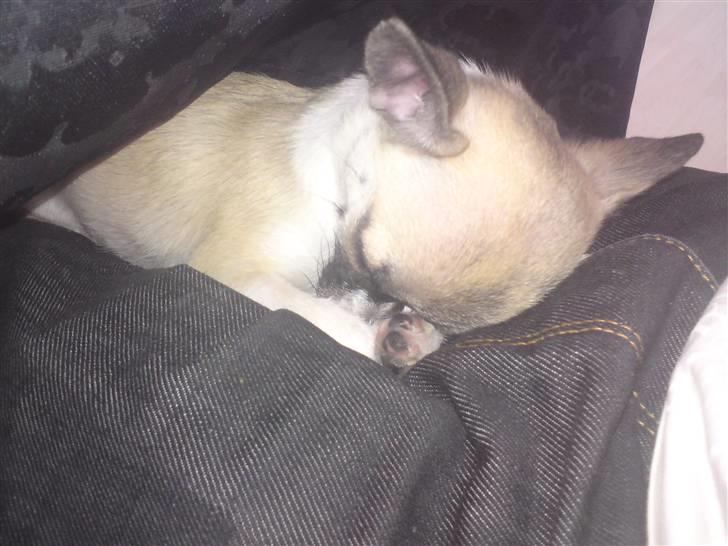 Chihuahua Mini - Puttegris billede 10