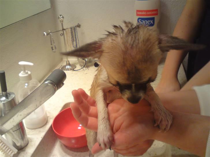 Chihuahua Mini - Får lige et bette bad.. Puha det er vådt billede 11