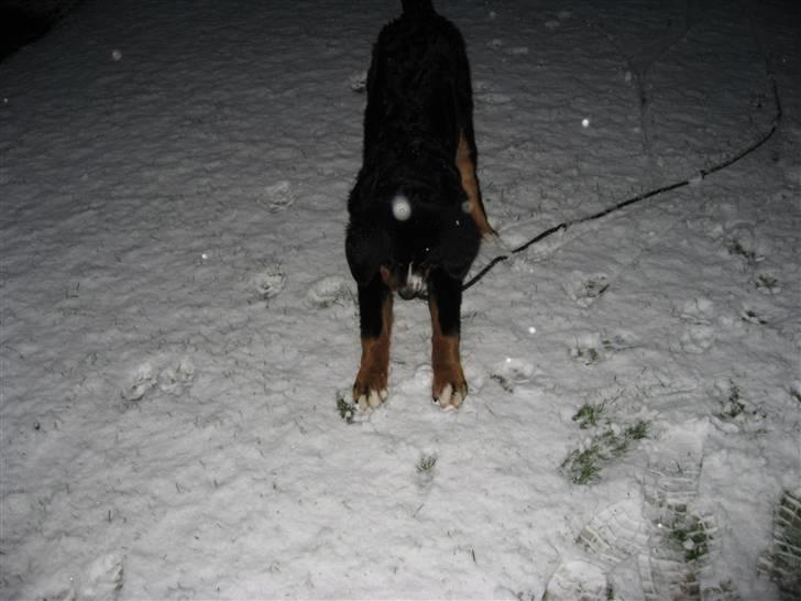 Berner sennenhund Bartley - Jeg oplever sne for 1. gang, helt klart det bedste der findes  billede 16