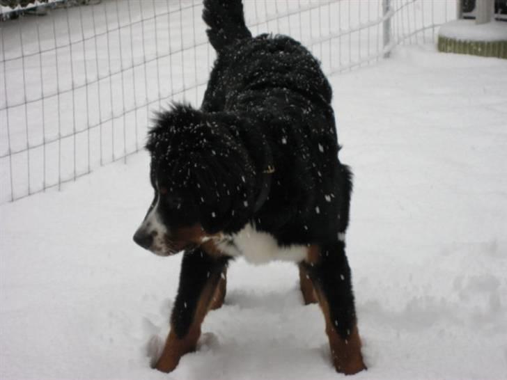 Berner sennenhund Bartley - Svært og vælge hvilken snefnug man skal fange ;o)) billede 17