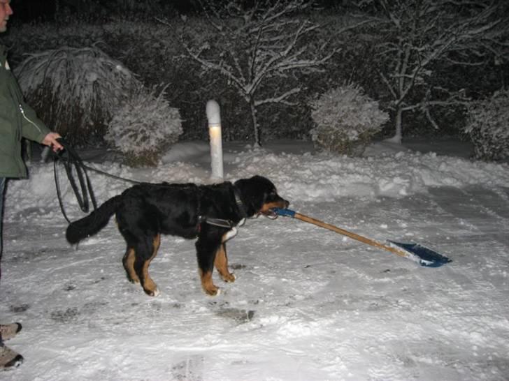 Berner sennenhund Bartley - Jeg har brugt alle mine lommepenge på julegaver, så jeg må jo tjene nogle nye ;o) billede 18