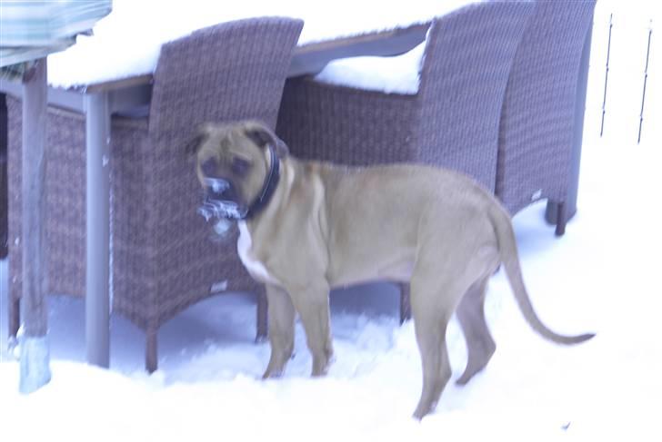 Blanding af racer Buster - hvad sker der lige her????? billede 15