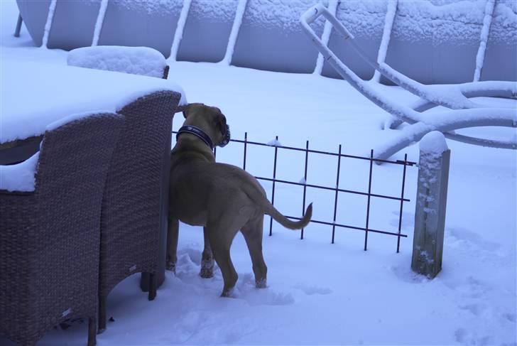 Blanding af racer Buster - det var da noget underligt noget billede 16