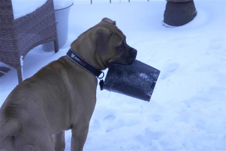 Blanding af racer Buster - Busters første sne billede 17