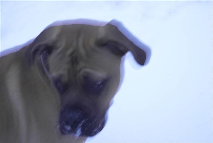 Blanding af racer Buster - det er altså noget sjovt noget....det der hvide stads billede 18