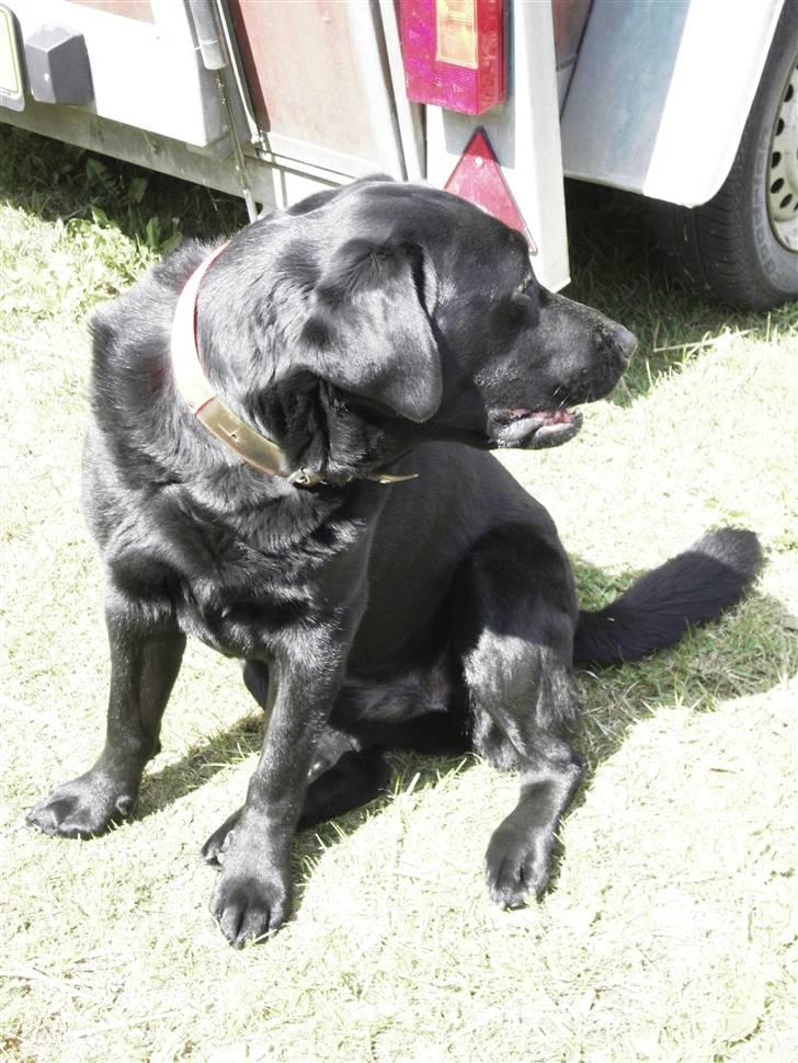 Labrador retriever spaik billede 1