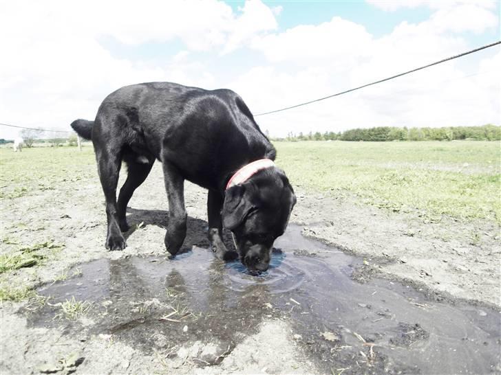 Labrador retriever spaik billede 2