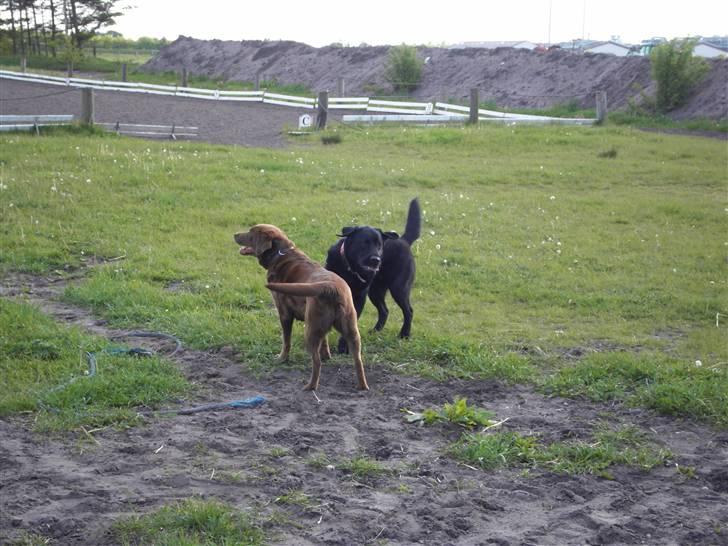 Labrador retriever spaik billede 3