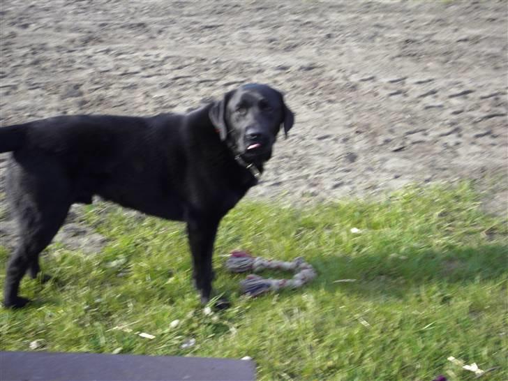 Labrador retriever spaik billede 4