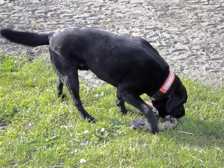 Labrador retriever spaik billede 5