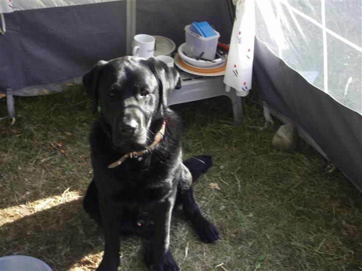 Labrador retriever spaik billede 6