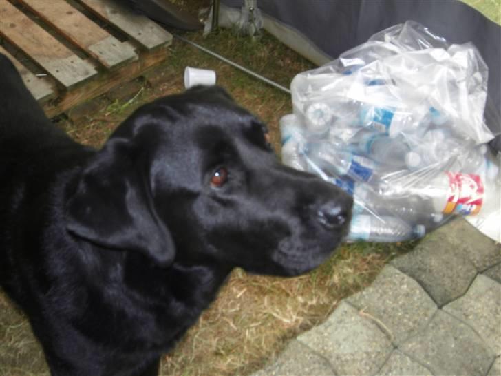 Labrador retriever spaik billede 7