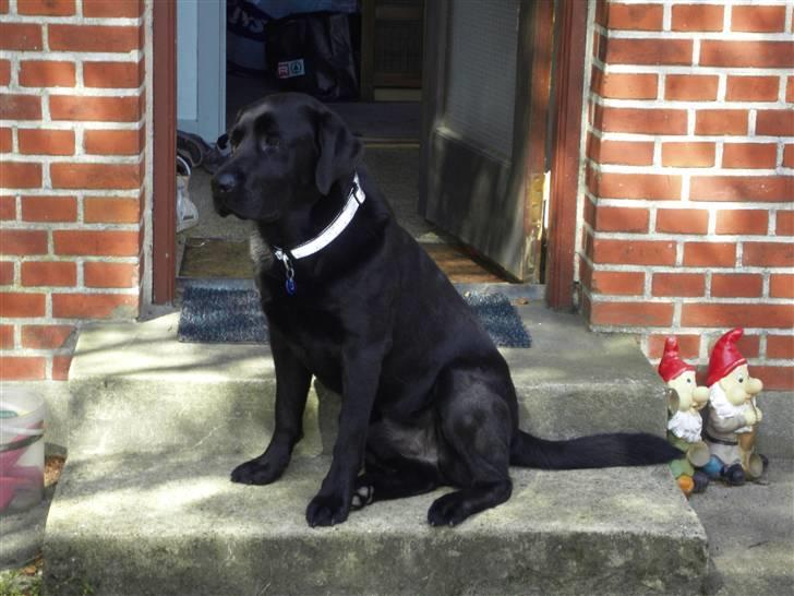 Labrador retriever spaik billede 8