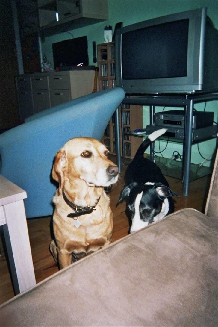 Blanding af racer snuggi - trixie og snuggi i stuende billede 4