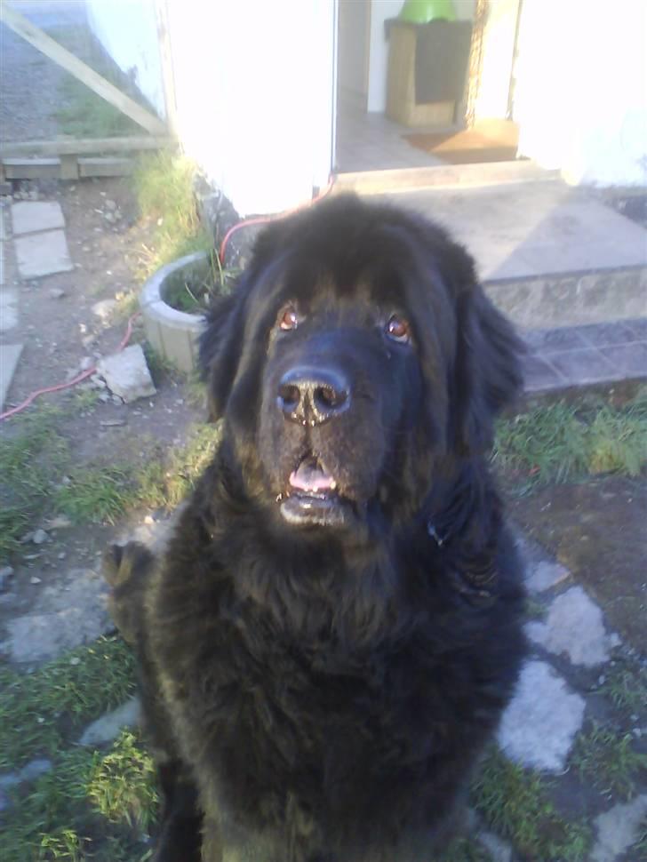 Newfoundlænder Julie (Himmelhund) - Gad vide, hvor jeg er kommet hen......! billede 1