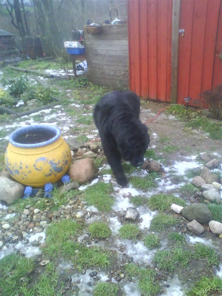 Newfoundlænder Julie (Himmelhund) billede 2