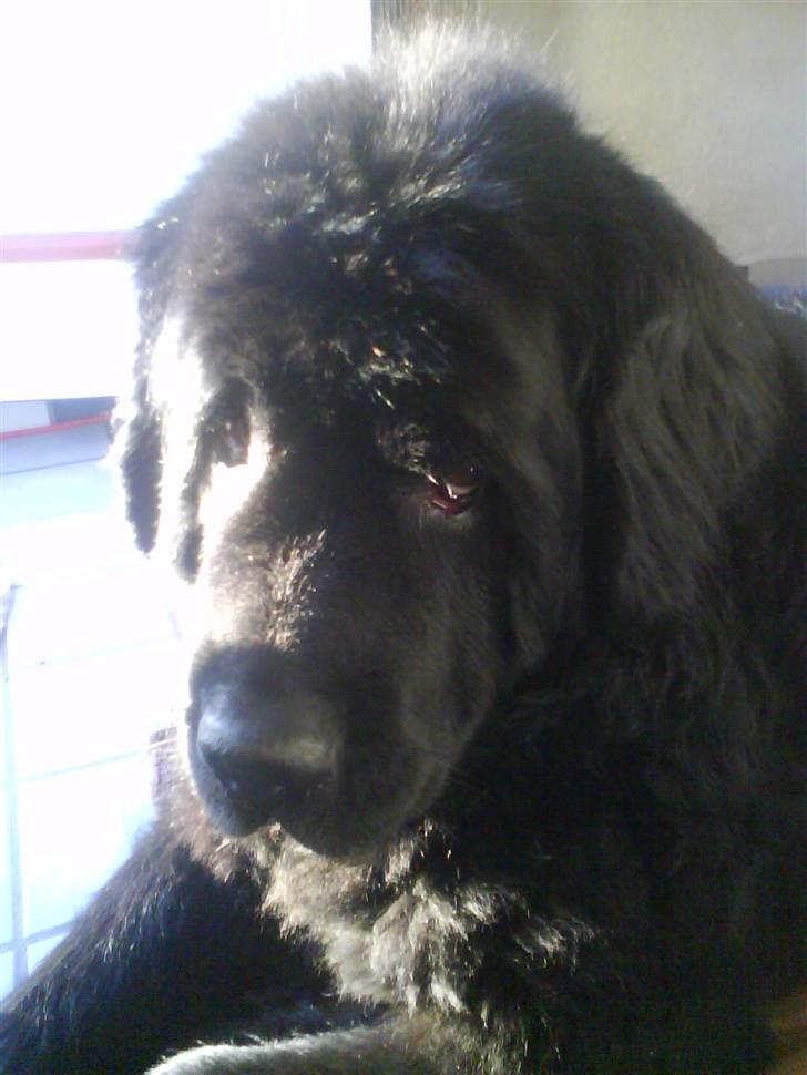 Newfoundlænder Julie (Himmelhund) billede 3